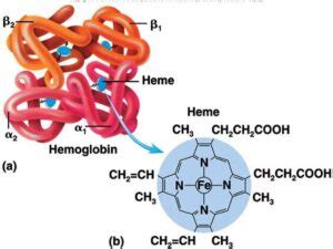 Image result for Normal Hemoglobin Structure