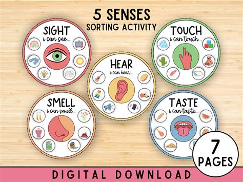 Five Senses Sorting Activity, Preschool, Kindergarten, 5 Senses Classification Game, Human Body ...