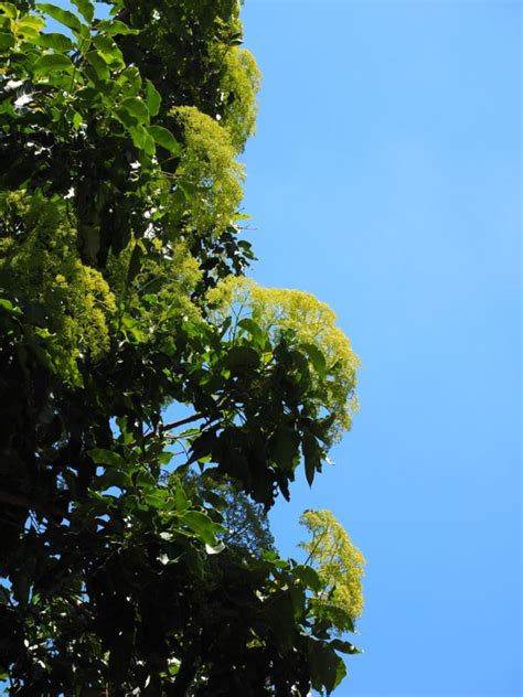 Flindersia brayleyana - Queensland Maple, Maple Silkwood | Royal ...