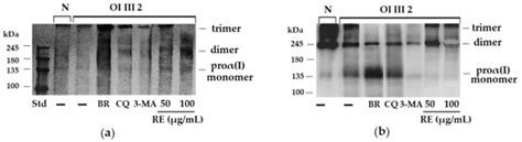 Rosemary Extract-Induced Autophagy and Decrease in Accumulation of ...