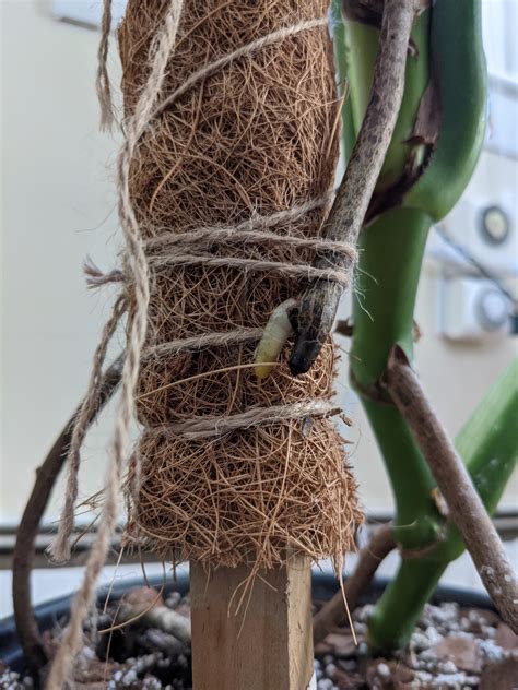 Monstera aerial root growing an aerial root. : r/Monstera