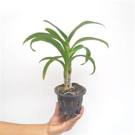 Buy Dendrobium Orchids Online India | Dendrobium Orchids | Orchid-tree ...