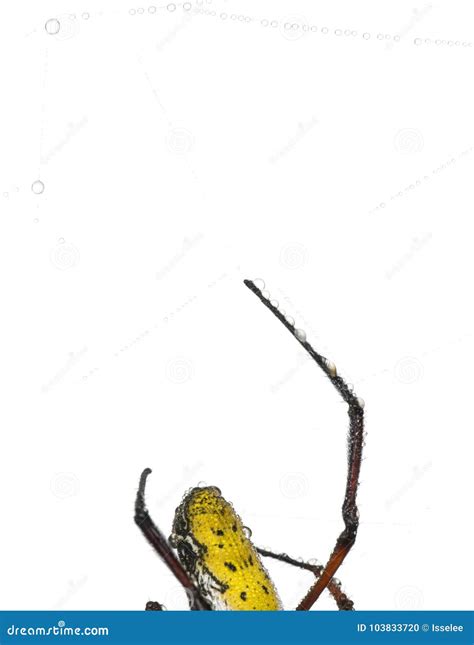 Golden Orb-web Spider, Nephila Inaurata Madagascariensis Stock Photo ...
