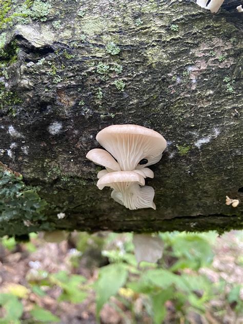 Oysters? Angel wings? Trying to understand the differences : r/mycology
