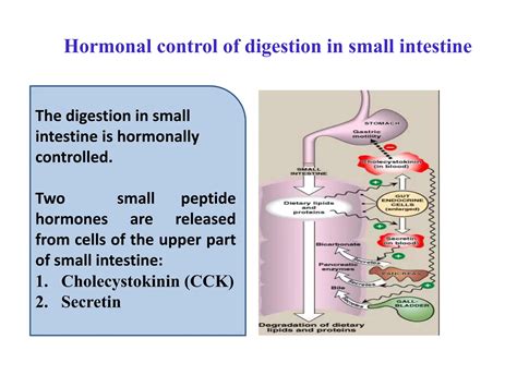 Non-Ruminant Animal Digestive System 的图像结果