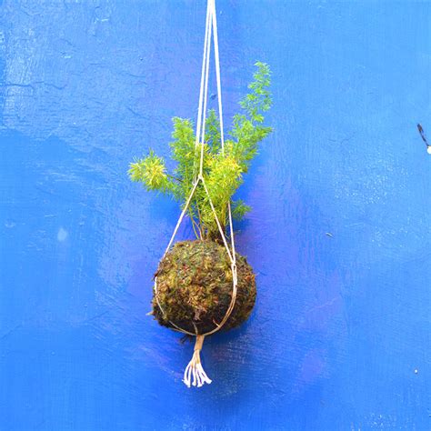 Kokedama Moss Ball Hanging Foxtail Fern Plant