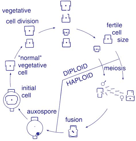 How Diatoms Reproduce