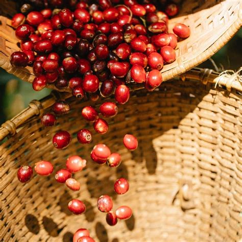 Can Chickens Eat Cranberries? Quick Facts for Chicken Owners