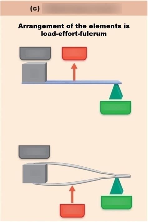 Third Class Lever 的图像结果