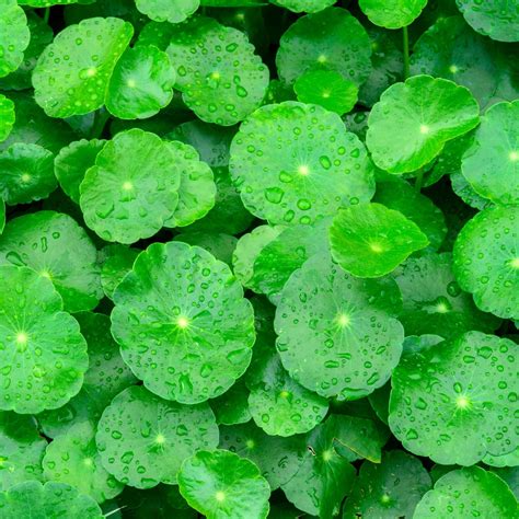 Centella Asiatica: A Skin Miracle