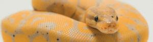 Image result for Ball Python Basics