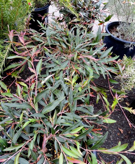 A visit to Walter Andersen Nursery in San Diego | Nursery, San diego ...