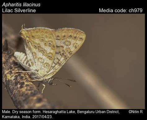 Apharitis lilacinus | Butterfly
