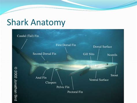 Image result for Sharks Reproduction