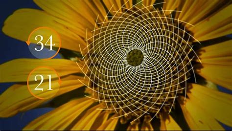 Image result for Mathematical Patterns