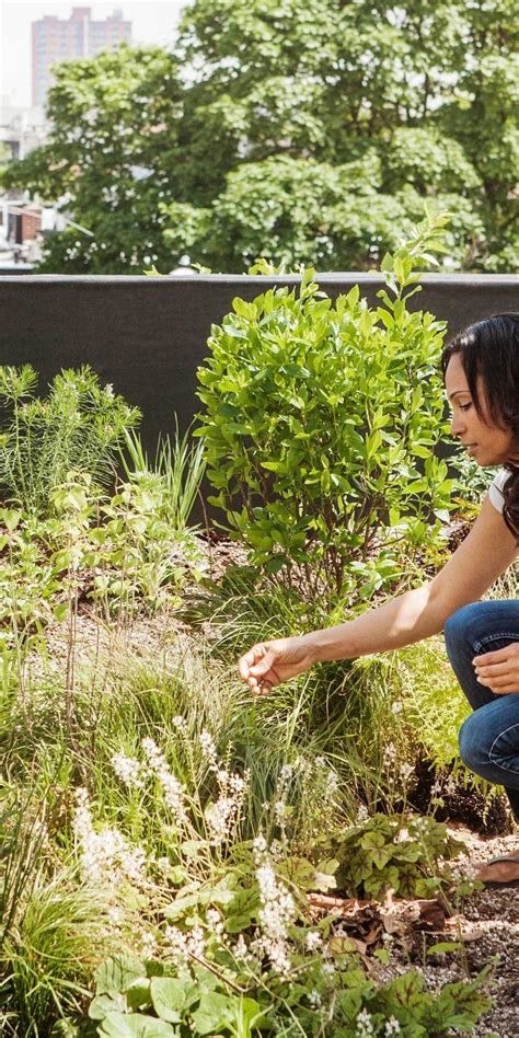 Flower Seeds | Buy Flower Seeds | Fothergill's – Page 6