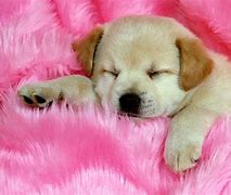 Image result for Spring Puppy Wallpaper