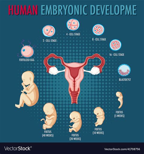 Image result for Evolutionary Development