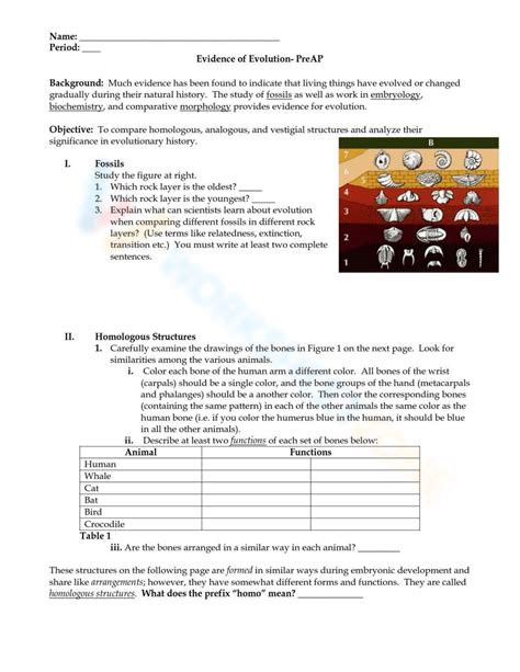 Evidence for Evolution Worksheet 的图像结果