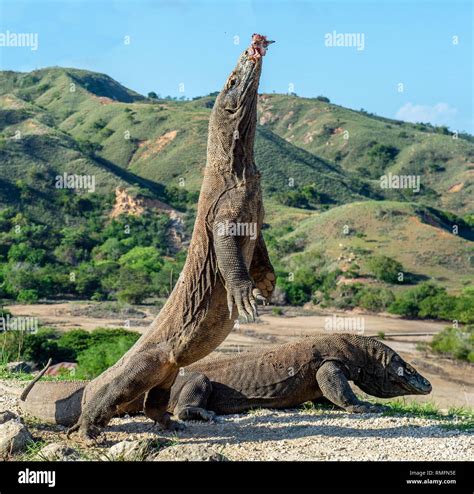 Komodo dragons.The Komodo dragon stands on its hind legs and open mouth. Scientific name ...