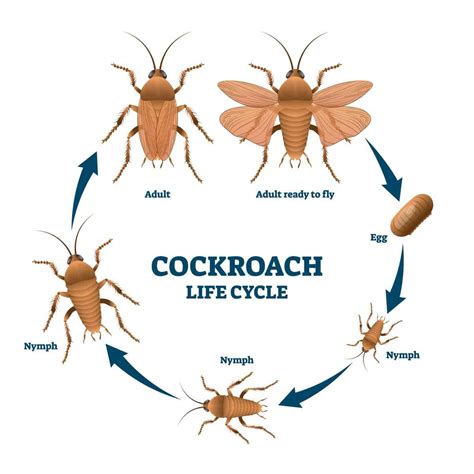 How Many Legs Does A Cockroach Have? - A-Z Animals