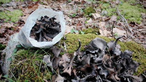 Black Trumpet Mushrooms - Mushroom Hunting Foundation