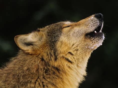Verhaltensauffälliger Wolf: Ortung per Flugzeug erfolgreich ...