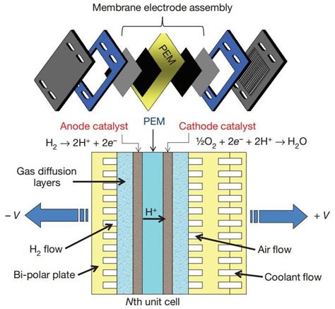 Cell Components 的图像结果