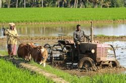 Rural to Urban Migration - Writing for Academic IELTS PDF Download