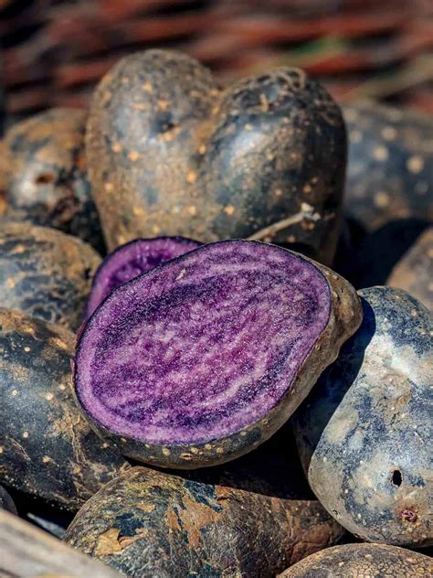 Purple Vegetables Names 20 Vegetables That Start With V [Huge List