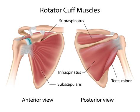 Ripped Shoulder Muscle Symptoms