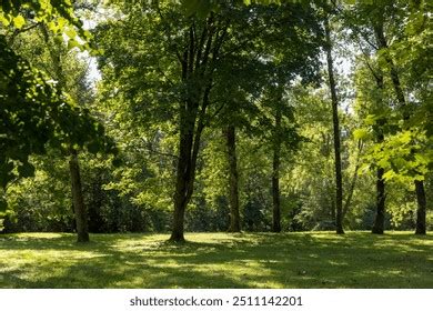 Image result for Different Tree Types