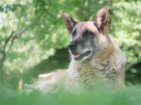 When Should I Spay or Neuter My German Shepherd (+Alternative)