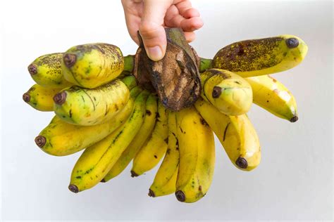 How the World's Favorite Banana Became Extinct