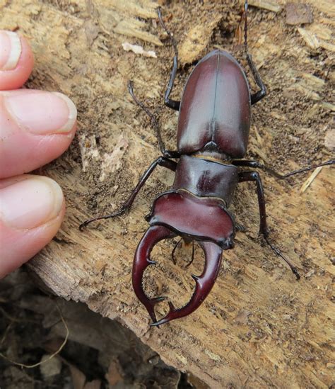 Veggie Revolution: Yay!! Spotted a Giant Stag Beetle!