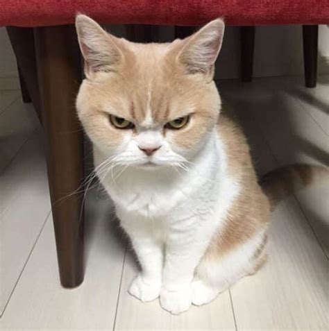Image result for Grumpy Cat Smiling