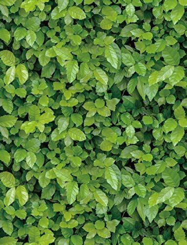 JAAMSO ROYALS Wall Sticker Self Adhesive Living Room Bedroom Office ...