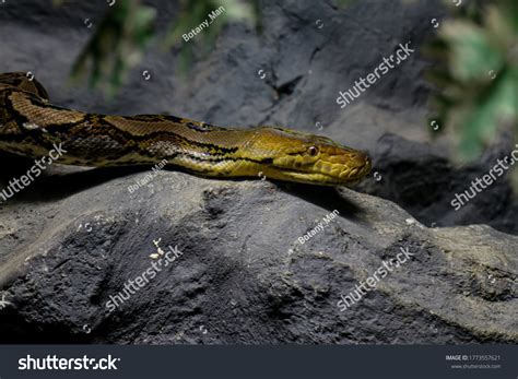 Reticulated Python 的图像结果
