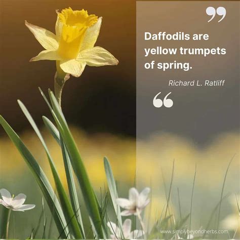 200+ Inspiring Daffodil Quotes and Captions for Instagram ...