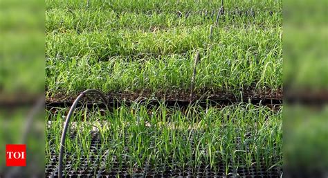 GNIDA offers 12 plots to set up nurseries | Noida News - Times of India