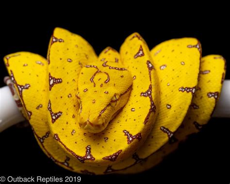 Image result for Manokwari Green Tree Python