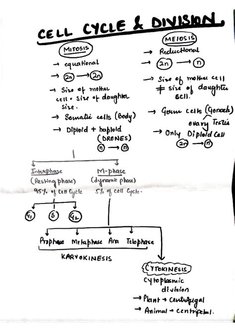 Cell cycle and division - Cell Biology - Studocu