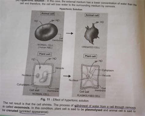 a cell placed in hypertonic solution will Related: Introduction to ...