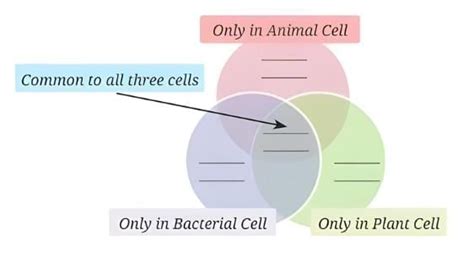 The Invisible Living World: Beyond Our Naked Eye NCERT Solutions ...