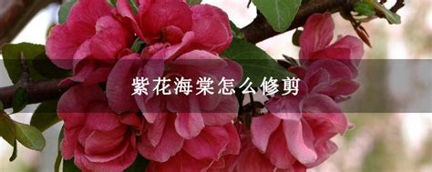 紫花海棠怎么修剪-种植技术-中国花木网