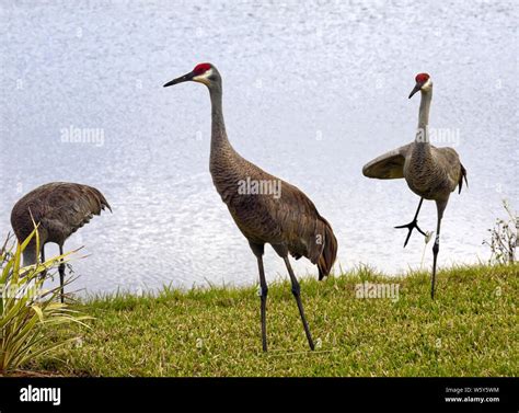 Sandhill cranes, movement, long neck, beak, red forehead, Grus ...
