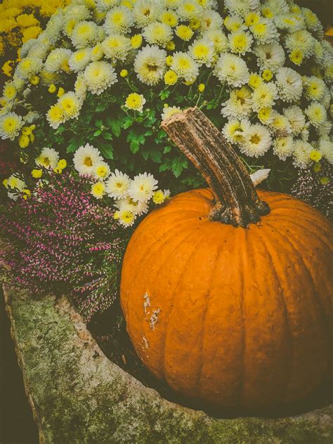 Pumpkin And Flowers Free Stock Photo - Public Domain Pictures