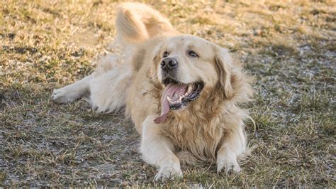 New Client Form | Camas Washougal Animal Hospital