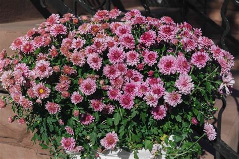 Hardy Chrysanthemums (Garden Mums): Plant Care & Growing Guide