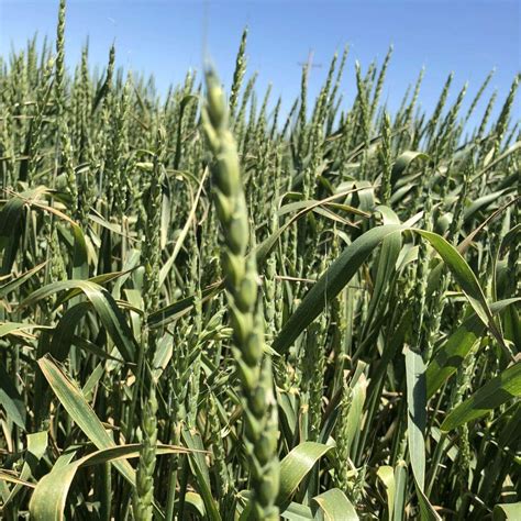 Willow Creek Winter Wheat - Triticum aestivum -Great Basin Seed